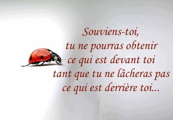 Citation Coccinelle