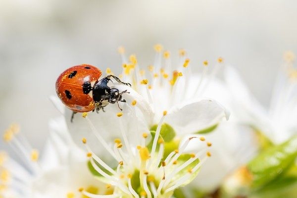 coccinelle sur une fleur blanche