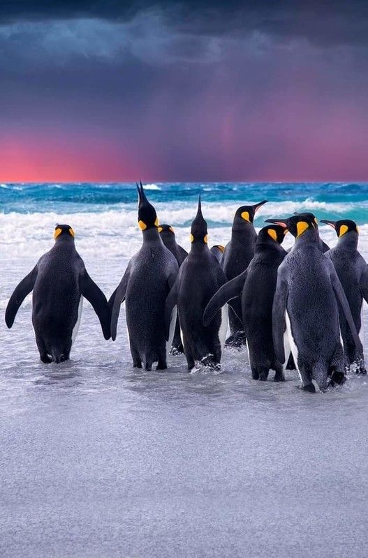 Pingouins sur la banquise