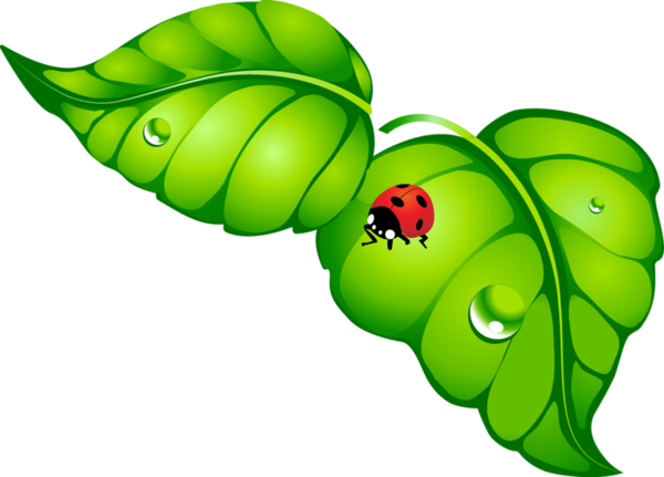 coccinelle sur une feuille