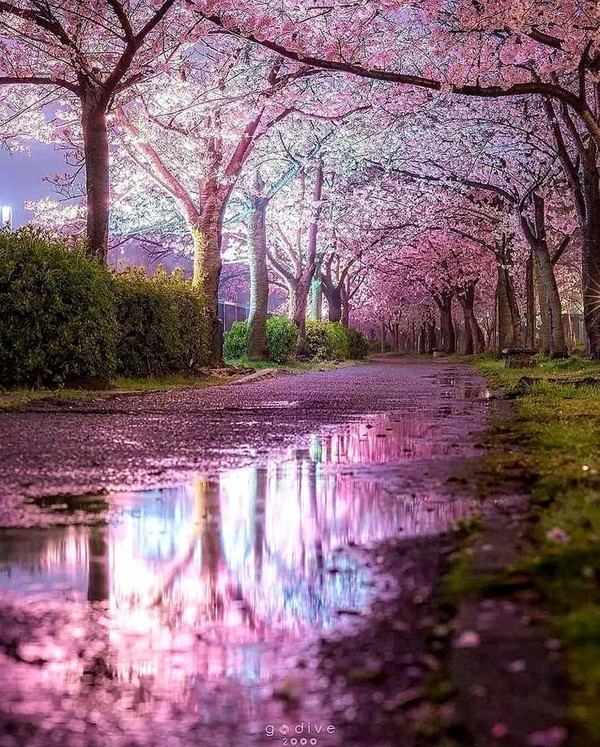 Paysage Rose