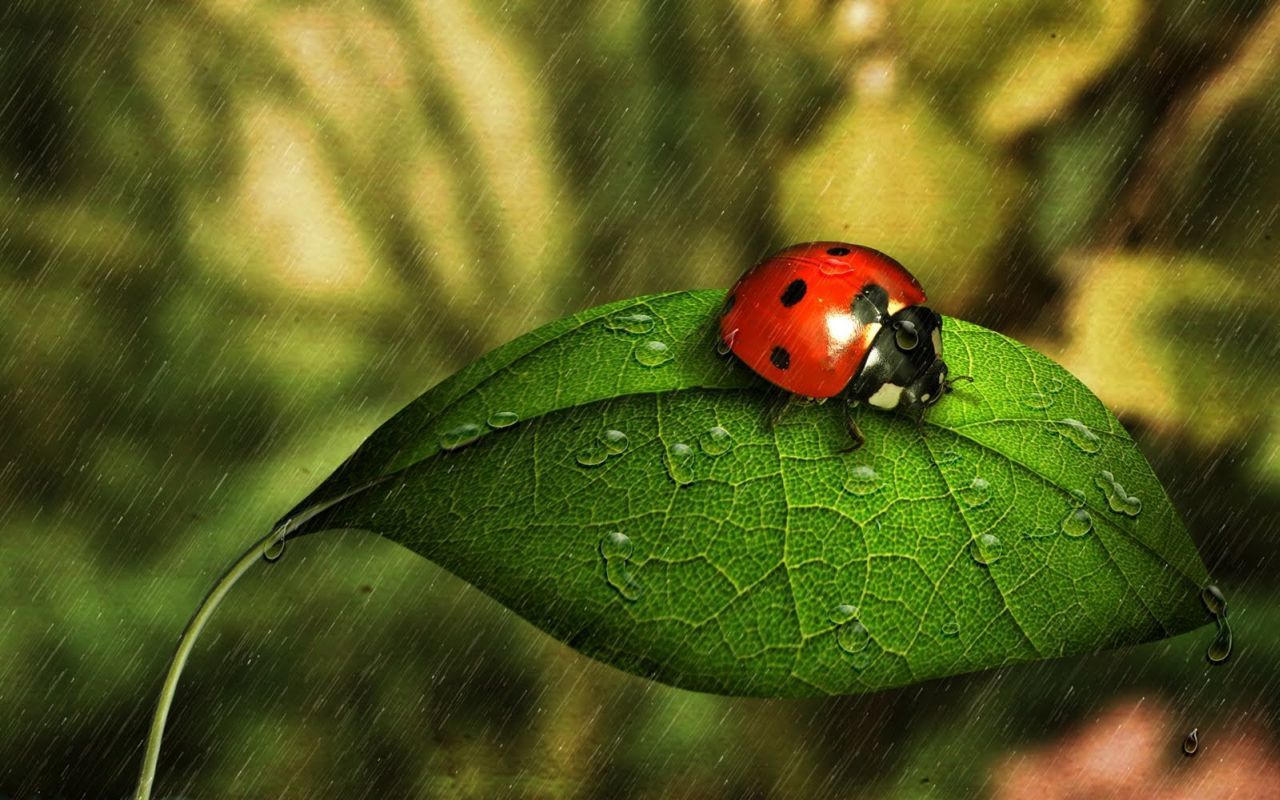 coccinelle sur une feuille