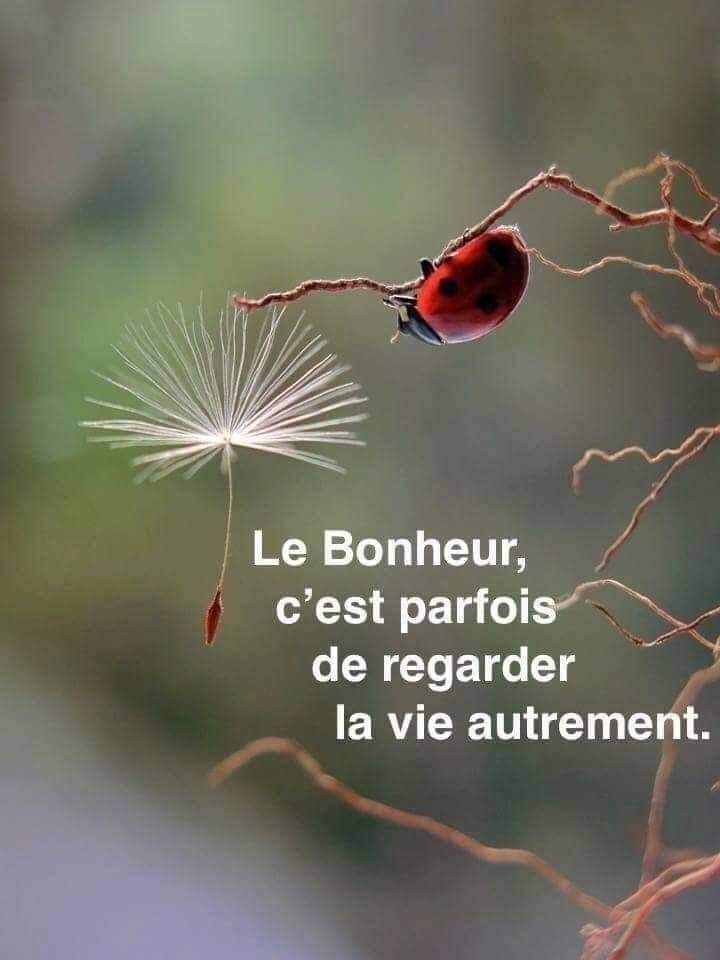 Citation Coccinelle